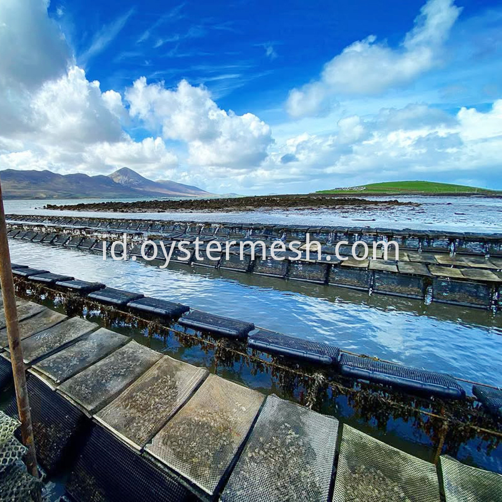Oyster Aquaculture Floats